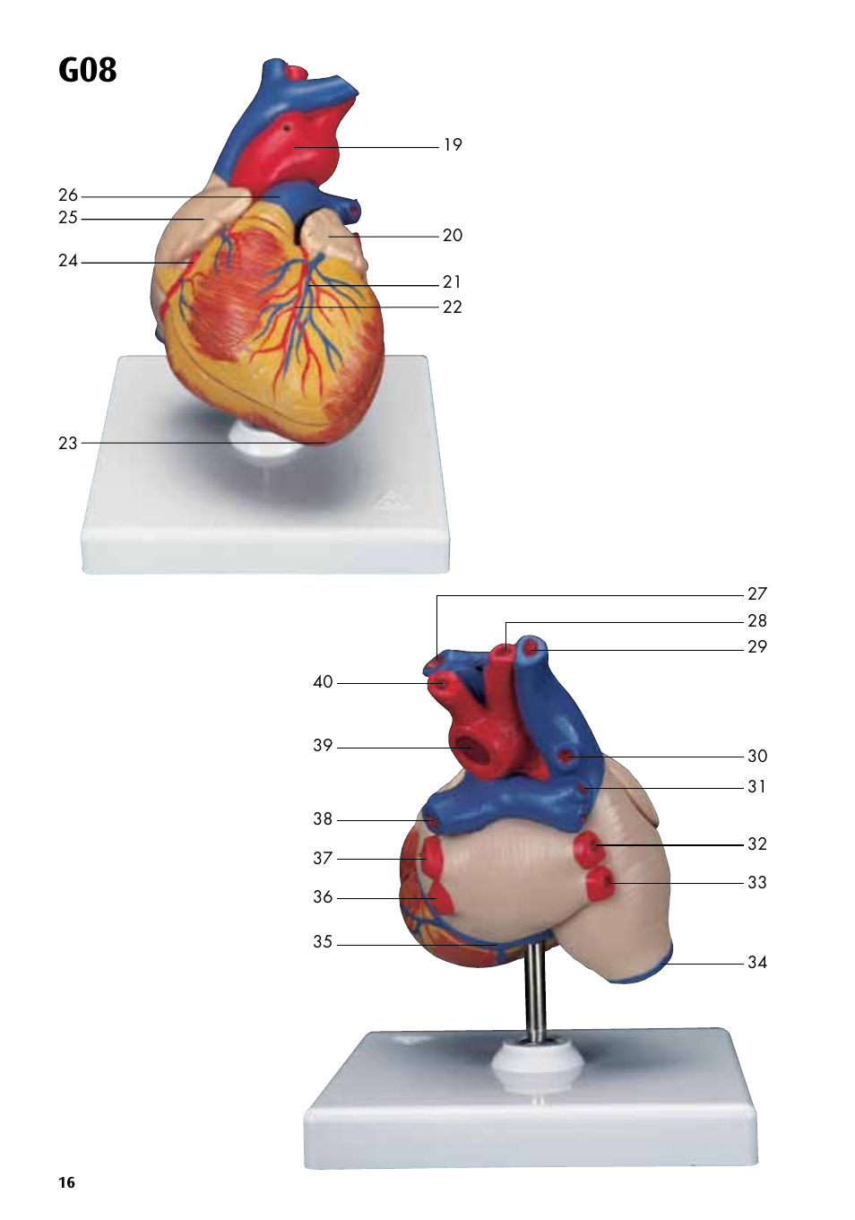 3B Scientific Classic Heart with Bypass, 2 part User Manual | Page 16 / 32