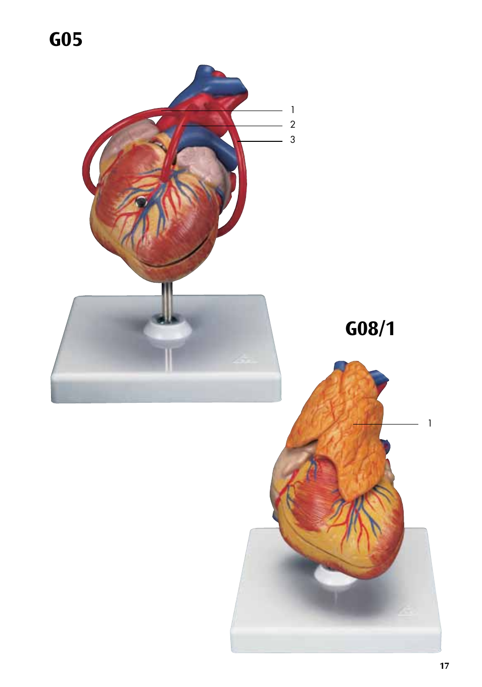 G05 g09 | 3B Scientific Classic Heart with Bypass, 2 part User Manual | Page 17 / 32