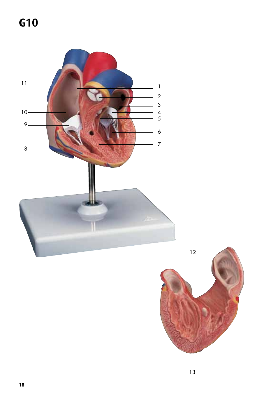 3B Scientific Classic Heart with Bypass, 2 part User Manual | Page 18 / 32