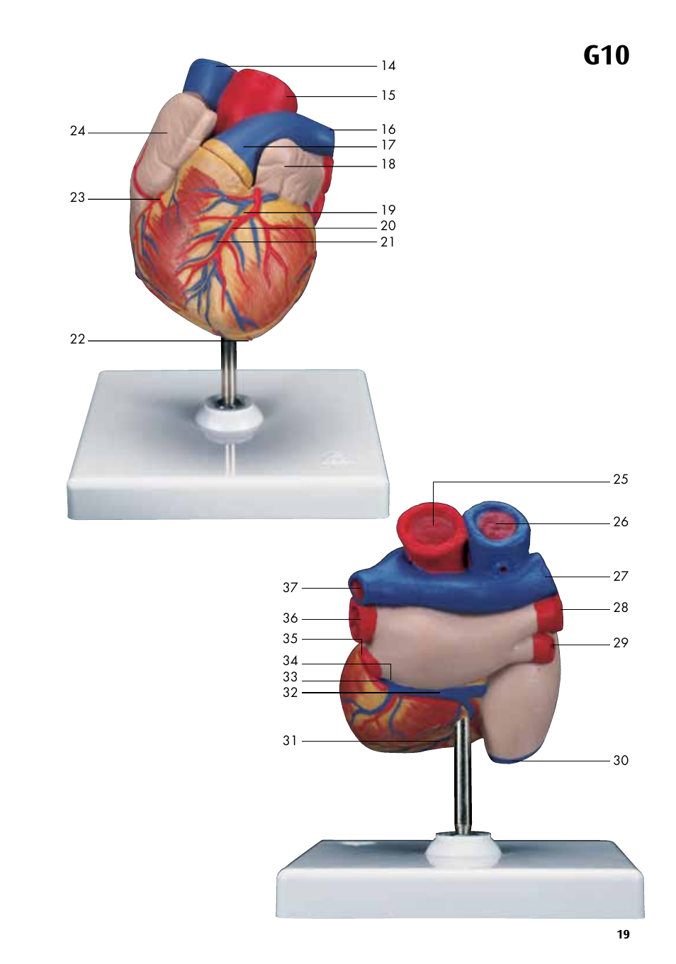 3B Scientific Classic Heart with Bypass, 2 part User Manual | Page 19 / 32