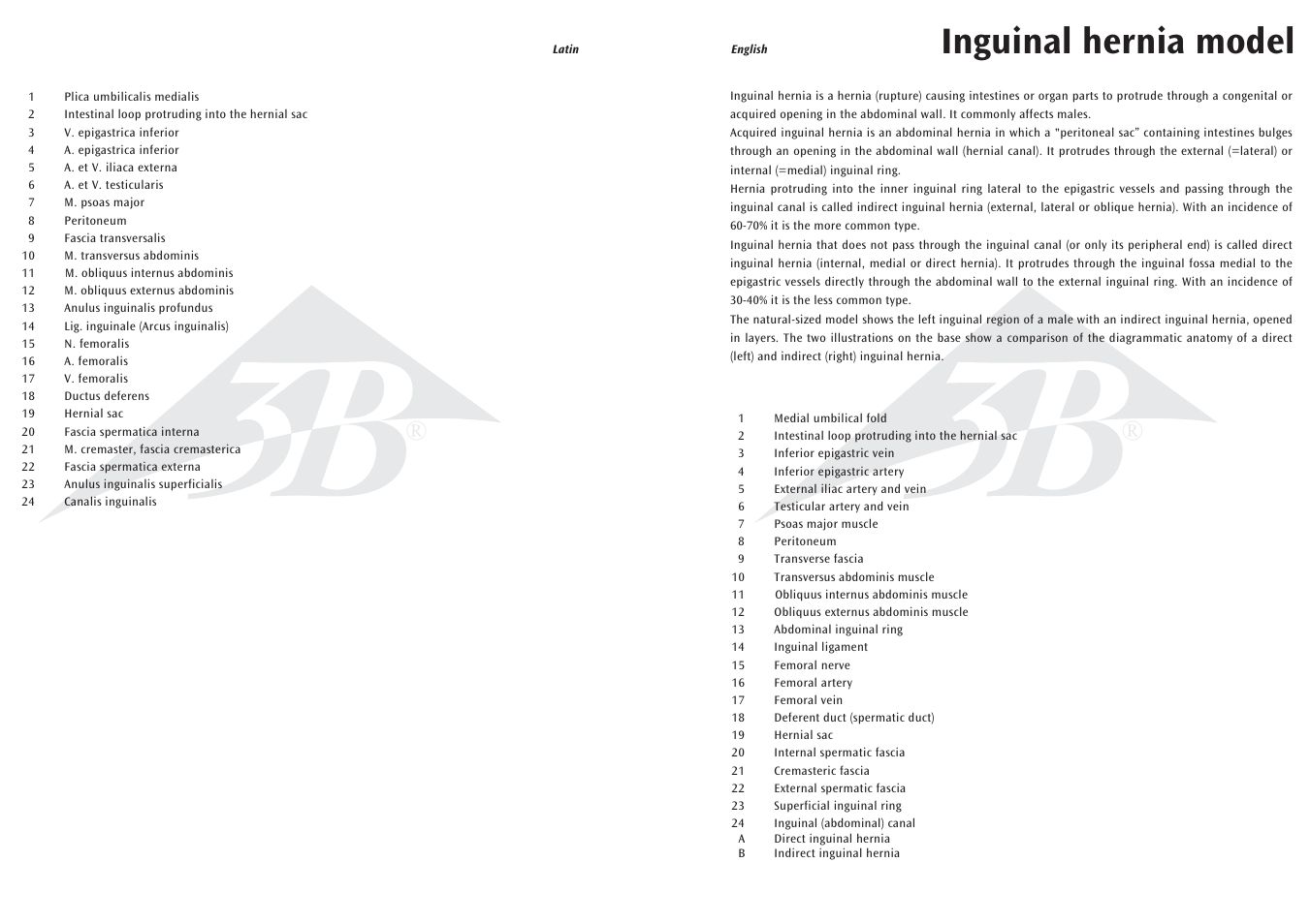 Inguinal hernia model | 3B Scientific Inguinal Hernia Model User Manual | Page 2 / 7