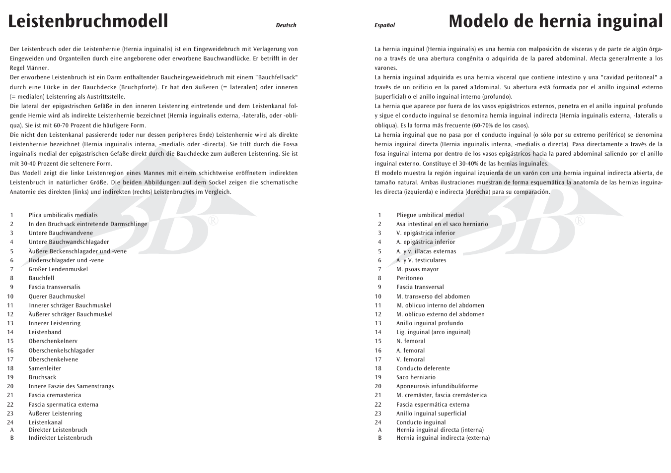 Modelo de hernia inguinal, Leistenbruchmodell | 3B Scientific Inguinal Hernia Model User Manual | Page 3 / 7