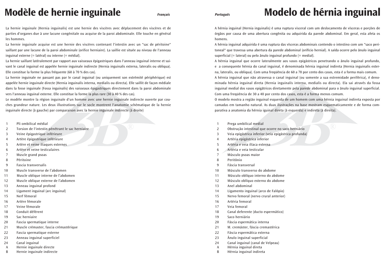 Modelo de hérnia inguinal, Modèle de hernie inguinale | 3B Scientific Inguinal Hernia Model User Manual | Page 5 / 7