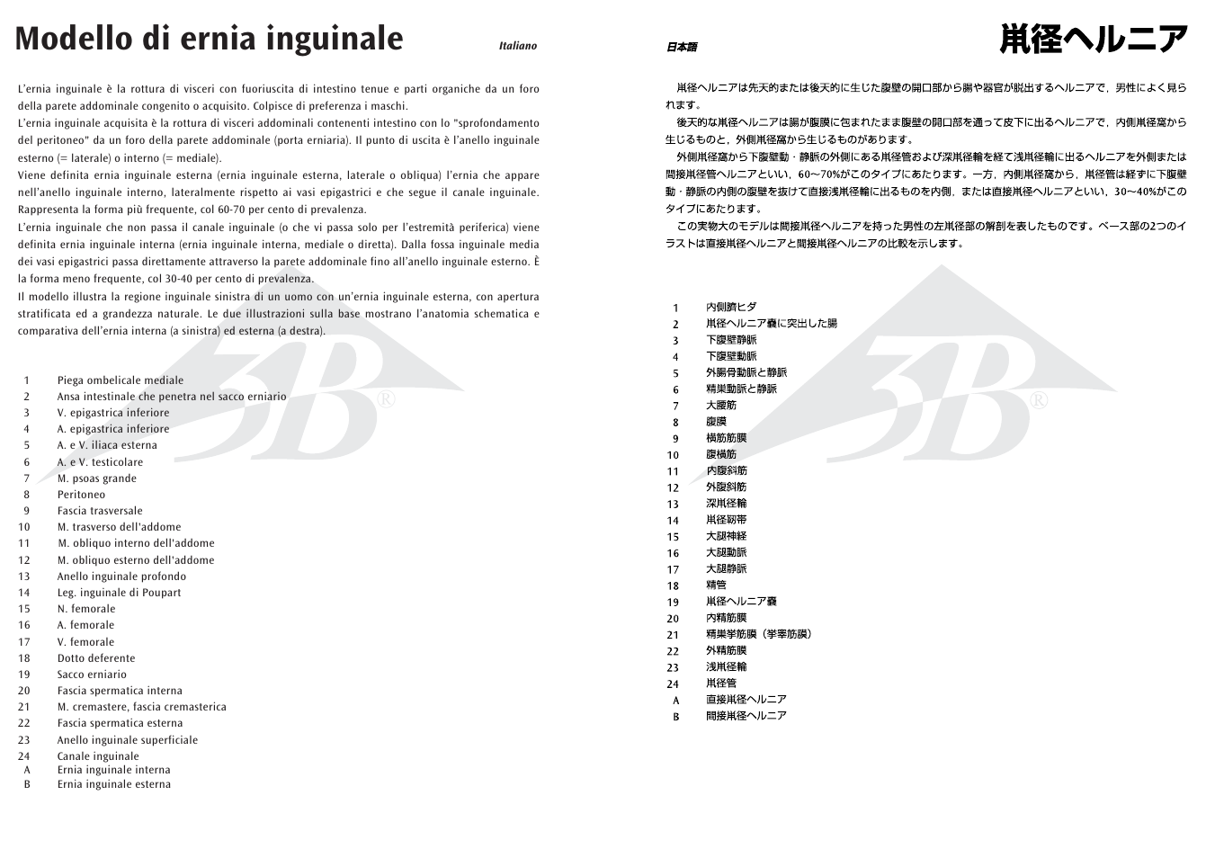 Modello di ernia inguinale | 3B Scientific Inguinal Hernia Model User Manual | Page 6 / 7
