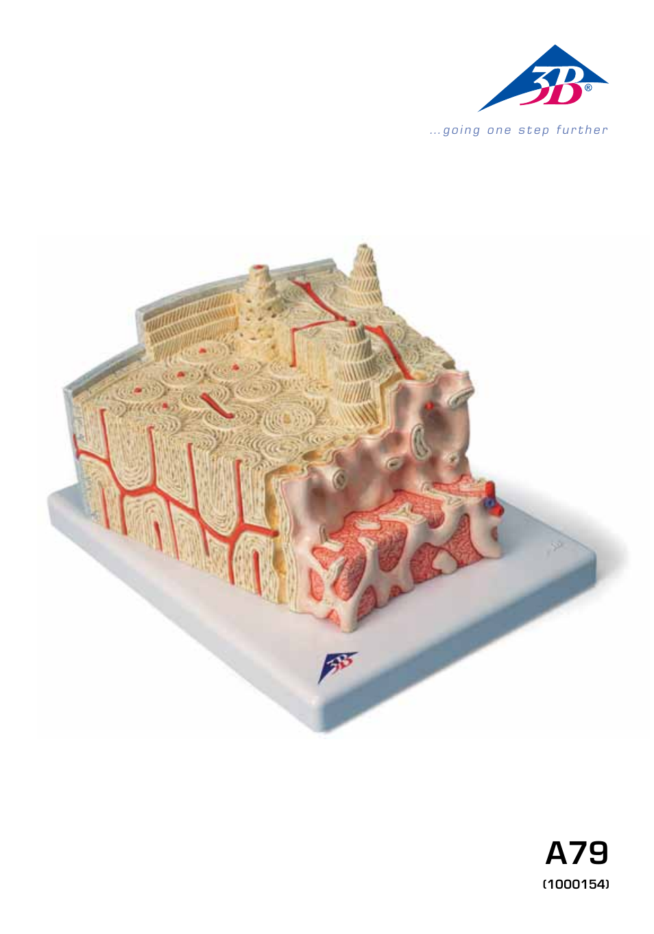 3B Scientific 3B MICROanatomy™ Bone structure - 80 times enlarged User Manual | 16 pages
