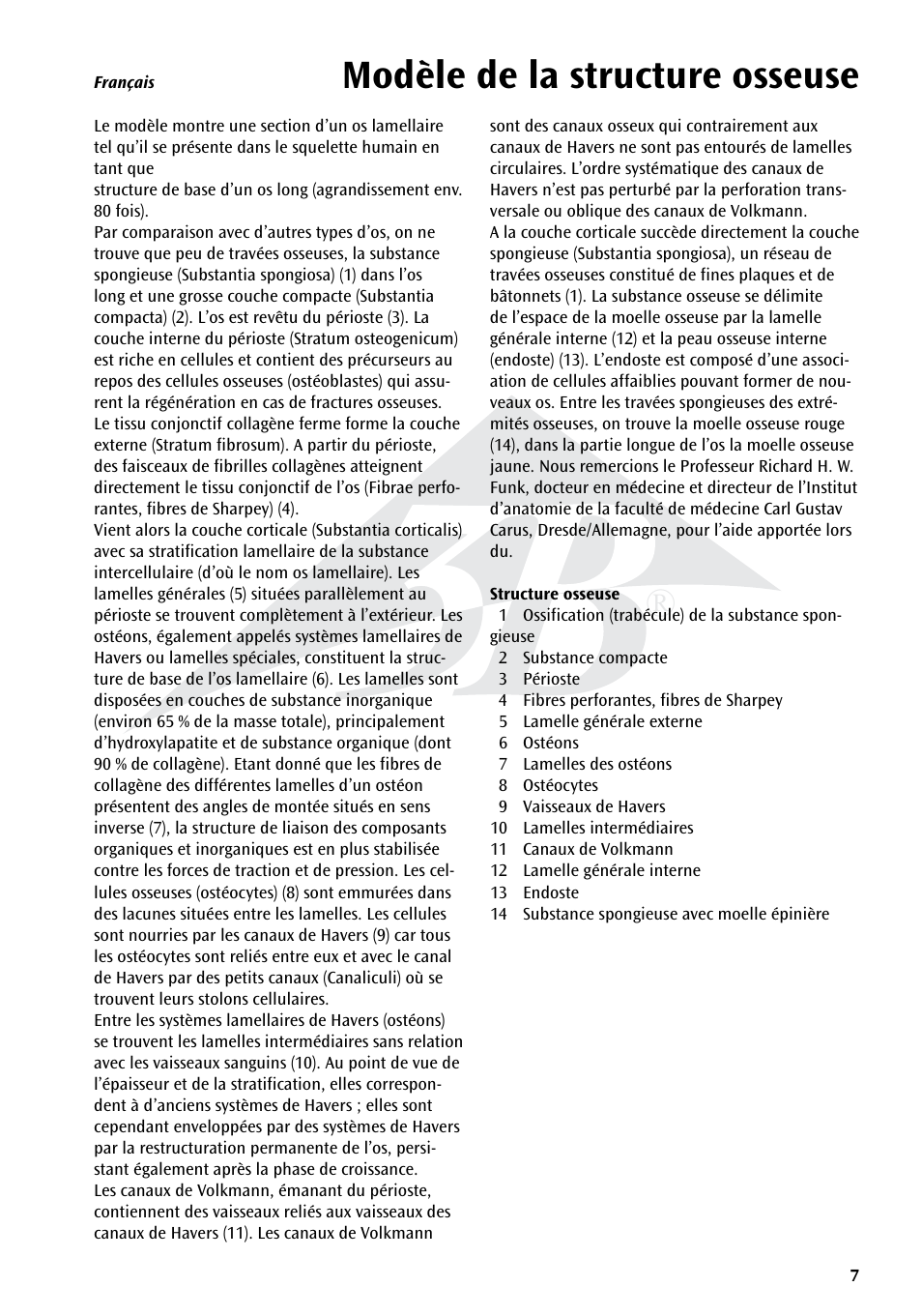 Modèle de la structure osseuse | 3B Scientific 3B MICROanatomy™ Bone structure - 80 times enlarged User Manual | Page 7 / 16