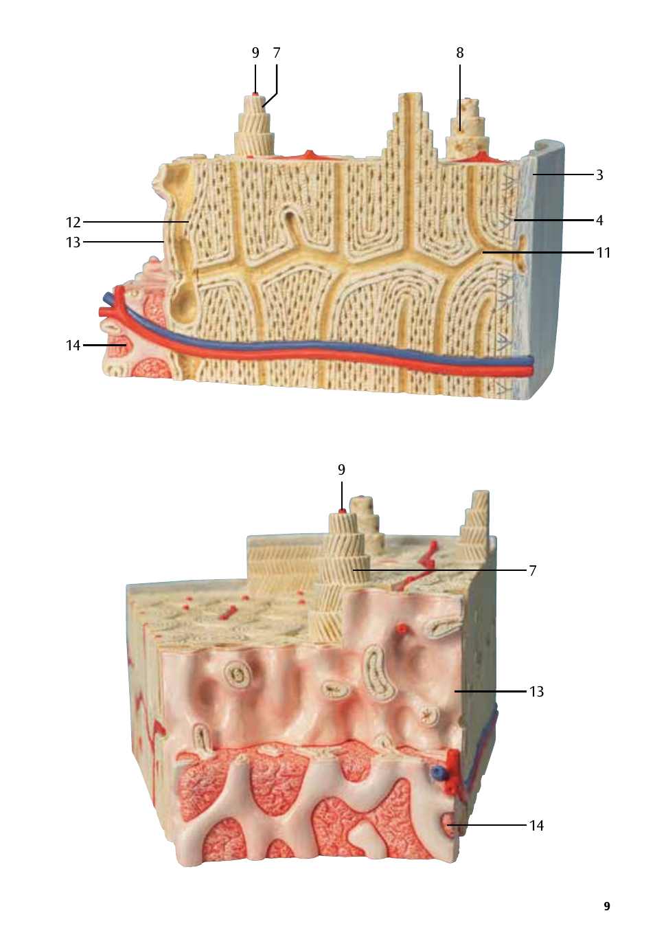3B Scientific 3B MICROanatomy™ Bone structure - 80 times enlarged User Manual | Page 9 / 16