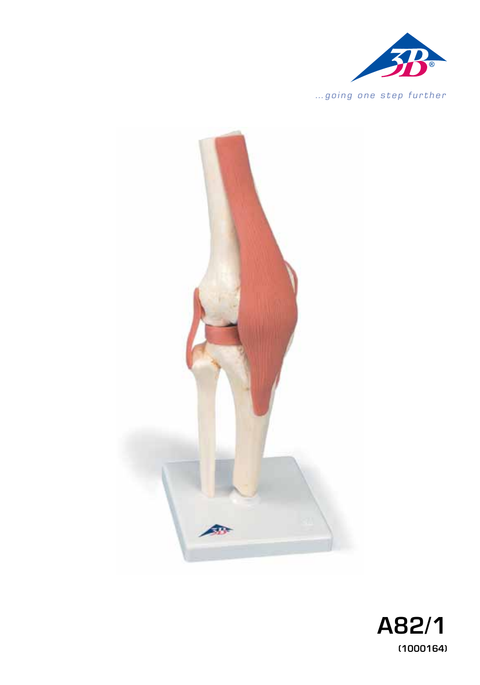 3B Scientific Deluxe Functional Knee Joint Model User Manual | 16 pages