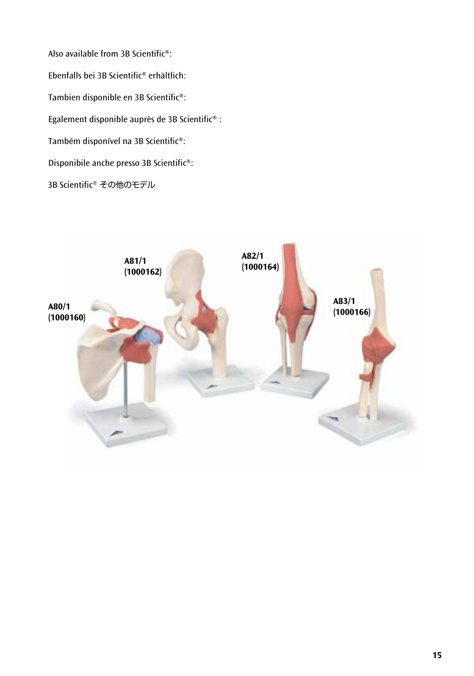 3B Scientific Deluxe Functional Knee Joint Model User Manual | Page 15 / 16