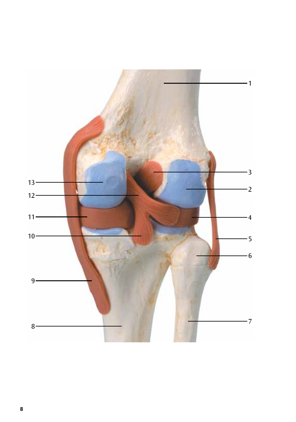 3B Scientific Deluxe Functional Knee Joint Model User Manual | Page 8 / 16