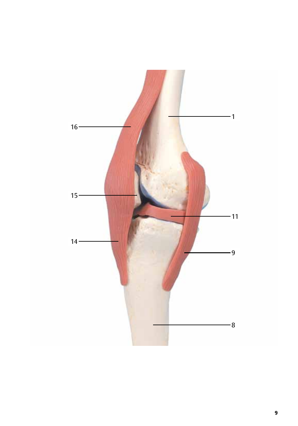 3B Scientific Deluxe Functional Knee Joint Model User Manual | Page 9 / 16