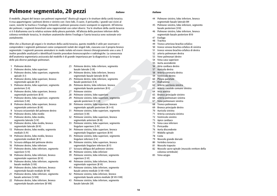 Polmone segmentato, 20 pezzi | 3B Scientific Segmented Lung User Manual | Page 14 / 52