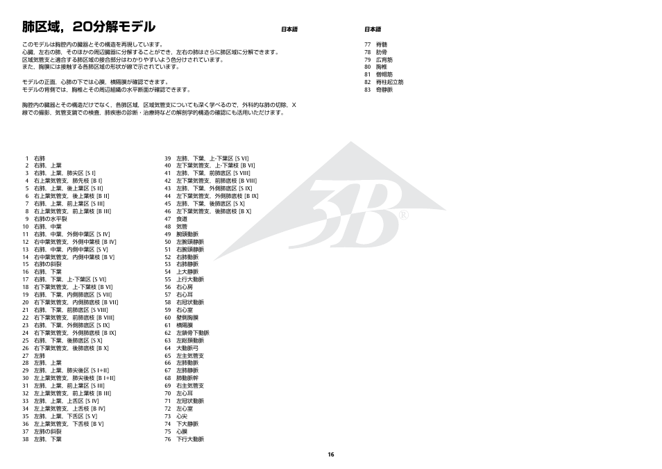 肺区域，20分解モデル | 3B Scientific Segmented Lung User Manual | Page 16 / 52