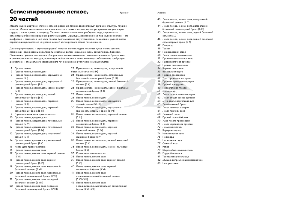 Сегментированное легкое, 20 частей | 3B Scientific Segmented Lung User Manual | Page 18 / 52
