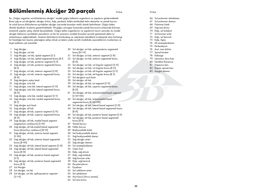 Bölümlenmiş akciğer 20 parçalı | 3B Scientific Segmented Lung User Manual | Page 22 / 52