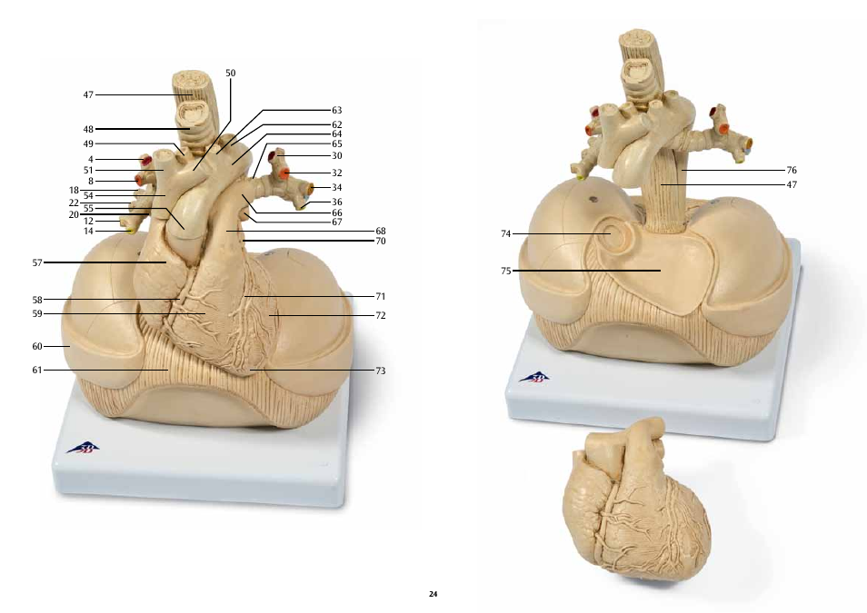 3B Scientific Segmented Lung User Manual | Page 24 / 52