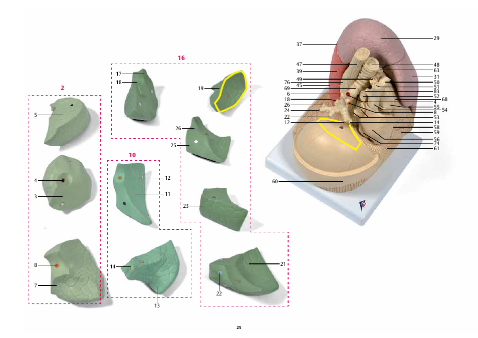 3B Scientific Segmented Lung User Manual | Page 25 / 52