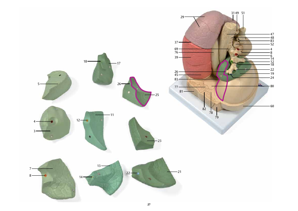 3B Scientific Segmented Lung User Manual | Page 27 / 52
