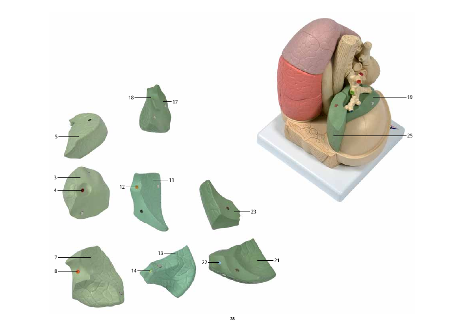 3B Scientific Segmented Lung User Manual | Page 28 / 52