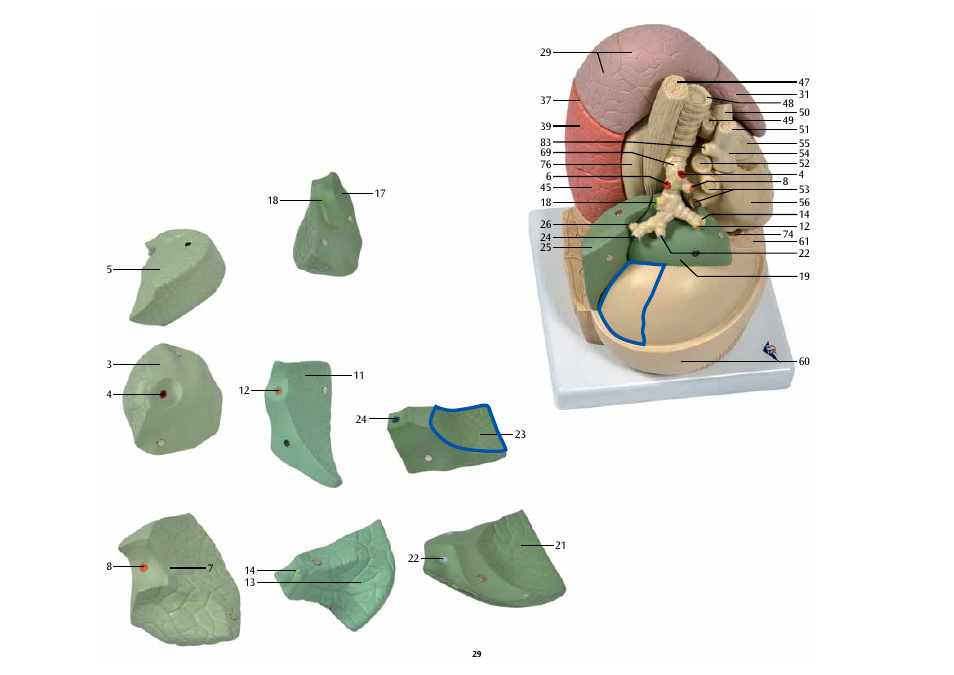 3B Scientific Segmented Lung User Manual | Page 29 / 52