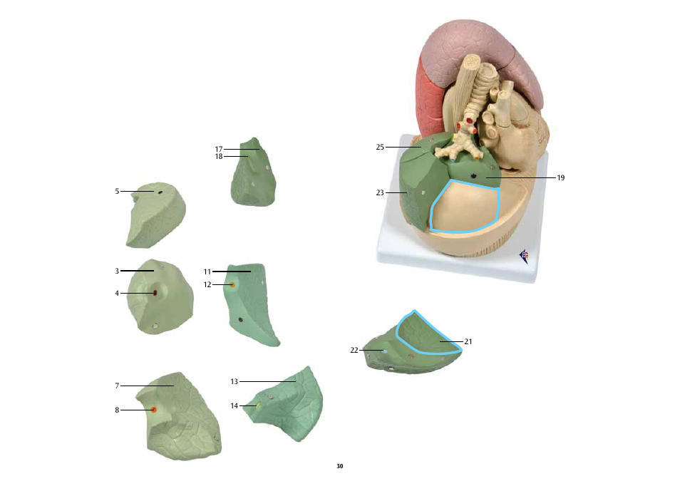 3B Scientific Segmented Lung User Manual | Page 30 / 52