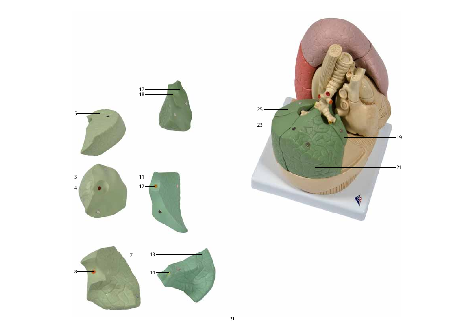 3B Scientific Segmented Lung User Manual | Page 31 / 52