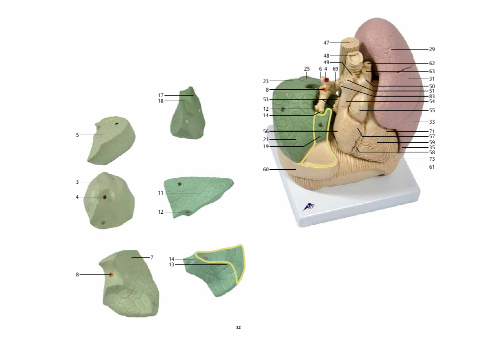 3B Scientific Segmented Lung User Manual | Page 32 / 52