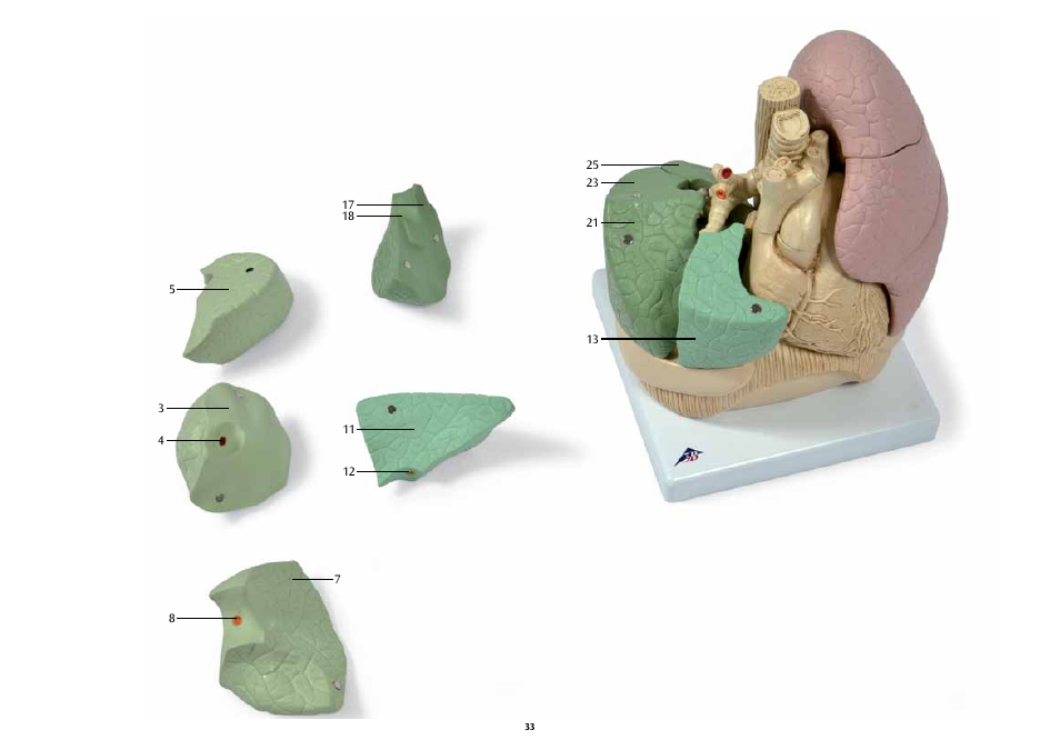 3B Scientific Segmented Lung User Manual | Page 33 / 52