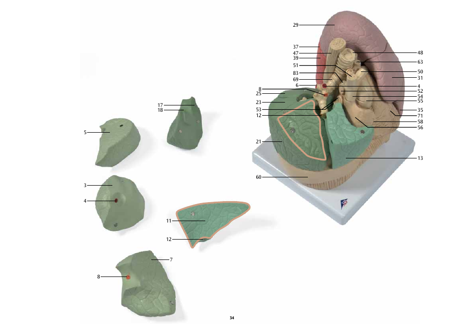 3B Scientific Segmented Lung User Manual | Page 34 / 52