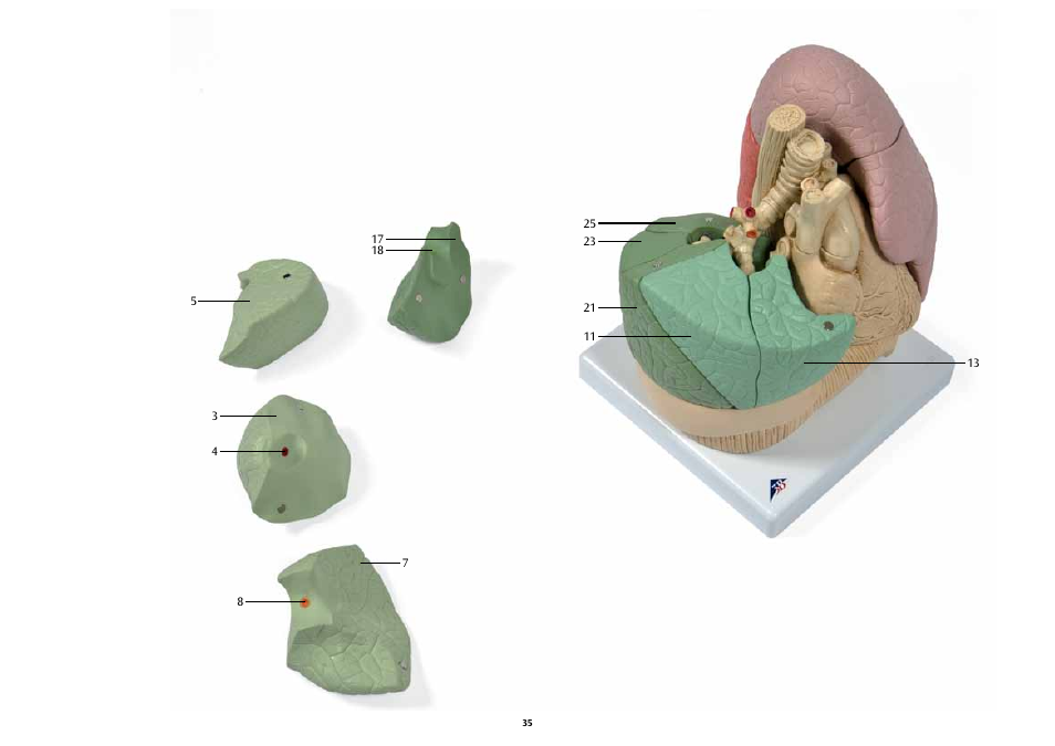 3B Scientific Segmented Lung User Manual | Page 35 / 52