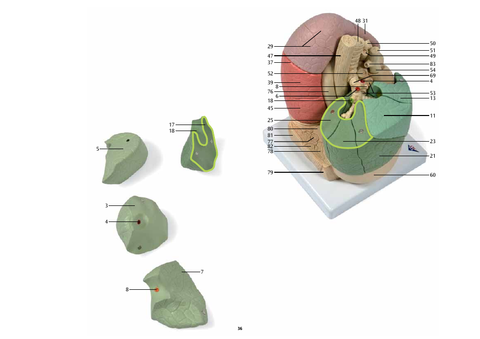 3B Scientific Segmented Lung User Manual | Page 36 / 52