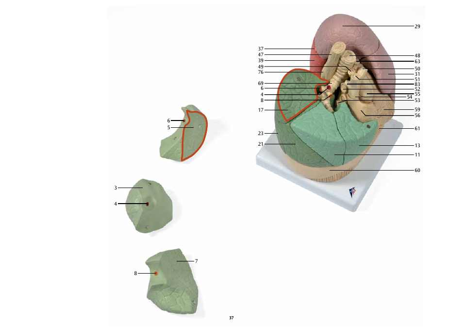 3B Scientific Segmented Lung User Manual | Page 37 / 52