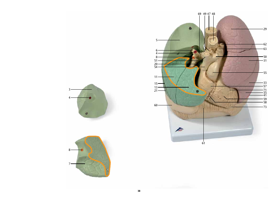 3B Scientific Segmented Lung User Manual | Page 38 / 52