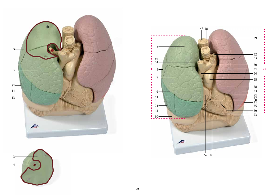 3B Scientific Segmented Lung User Manual | Page 39 / 52