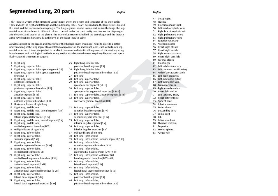 Segmented lung, 20 parts | 3B Scientific Segmented Lung User Manual | Page 4 / 52