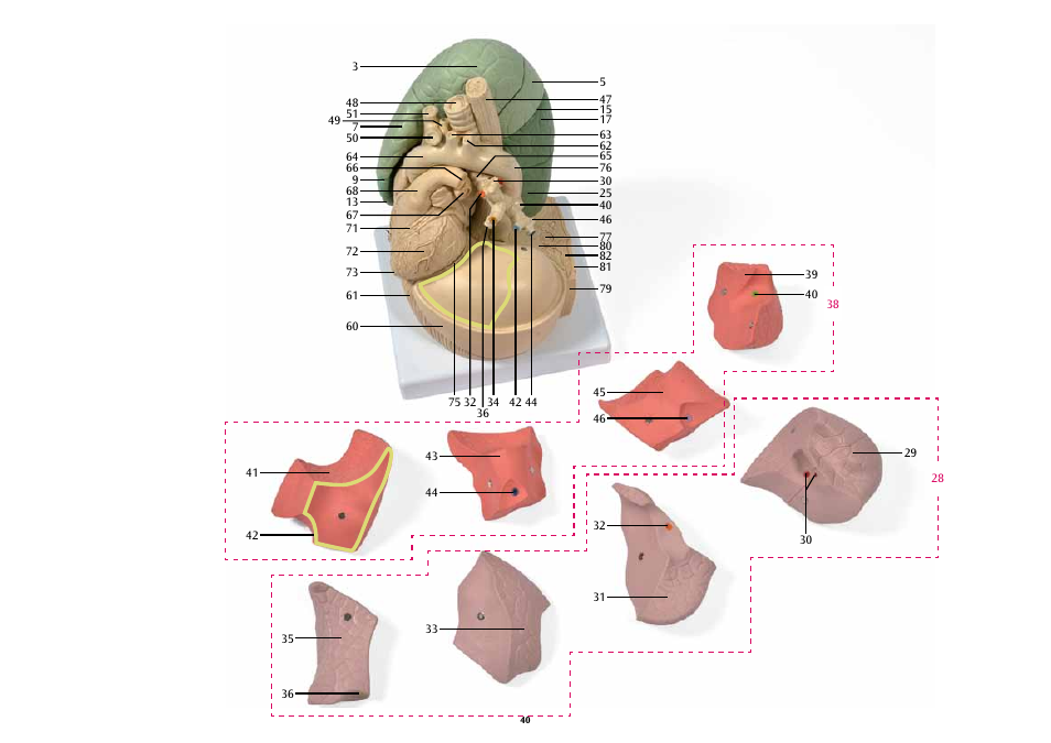3B Scientific Segmented Lung User Manual | Page 40 / 52