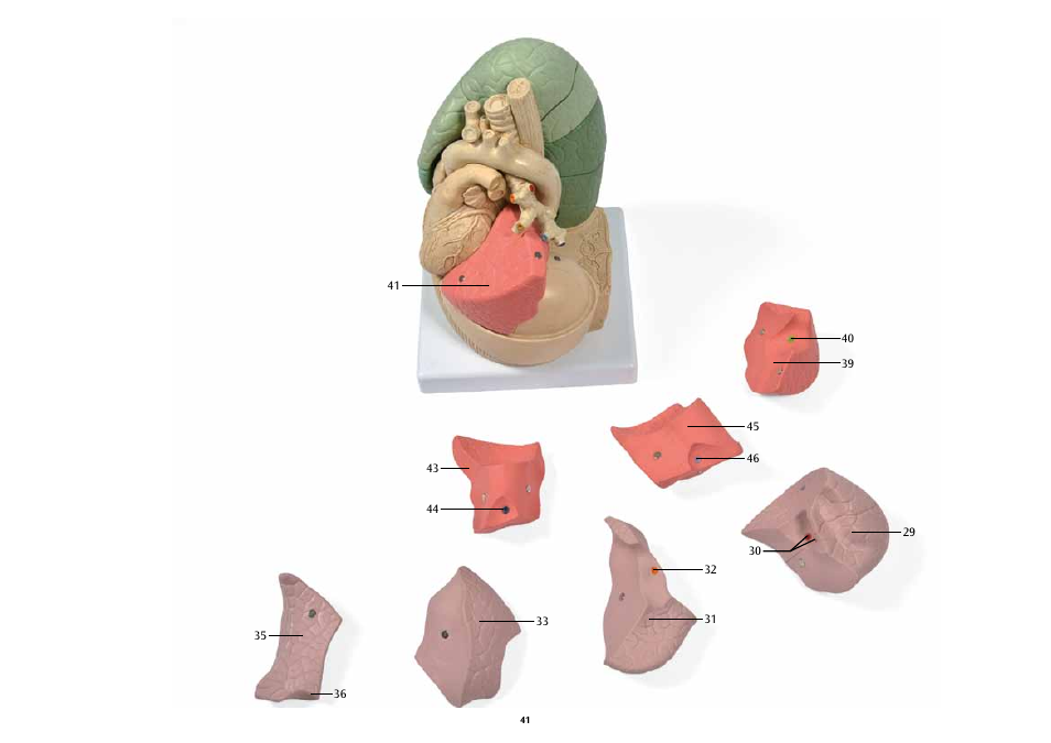 3B Scientific Segmented Lung User Manual | Page 41 / 52