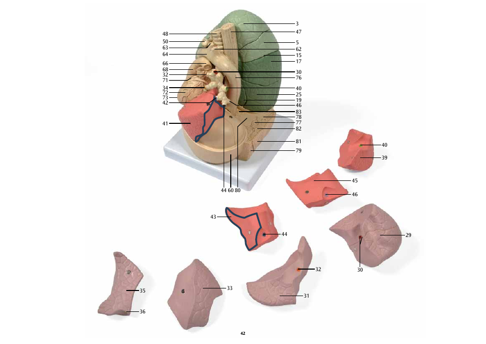 3B Scientific Segmented Lung User Manual | Page 42 / 52