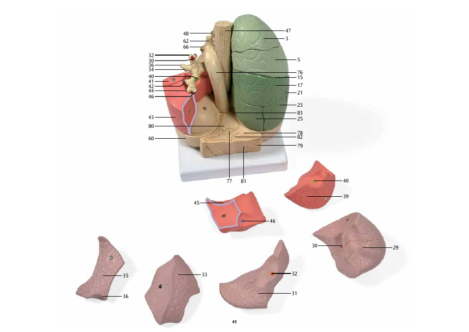 3B Scientific Segmented Lung User Manual | Page 43 / 52