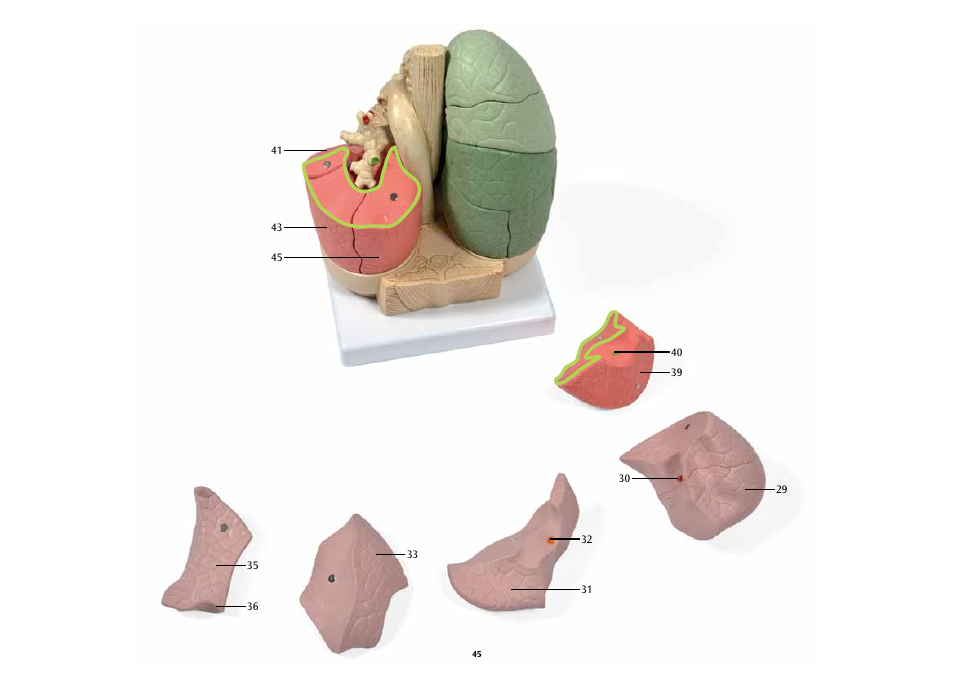 3B Scientific Segmented Lung User Manual | Page 45 / 52