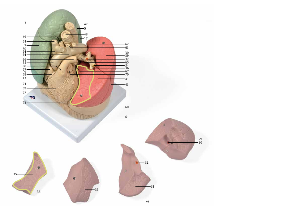3B Scientific Segmented Lung User Manual | Page 46 / 52