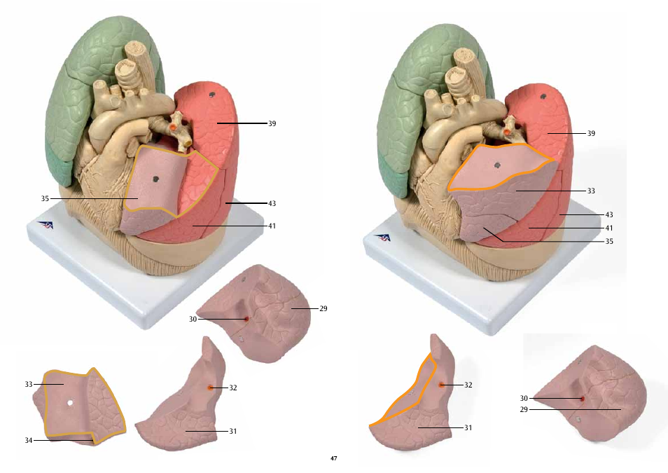3B Scientific Segmented Lung User Manual | Page 47 / 52