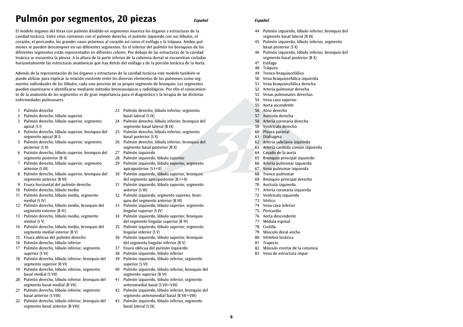 Pulmón por segmentos, 20 piezas | 3B Scientific Segmented Lung User Manual | Page 8 / 52