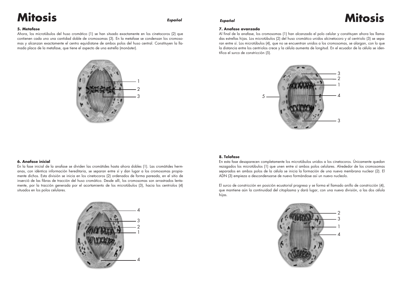 Mitosis | 3B Scientific Cell Division I Chart, Mitosis User Manual | Page 11 / 28