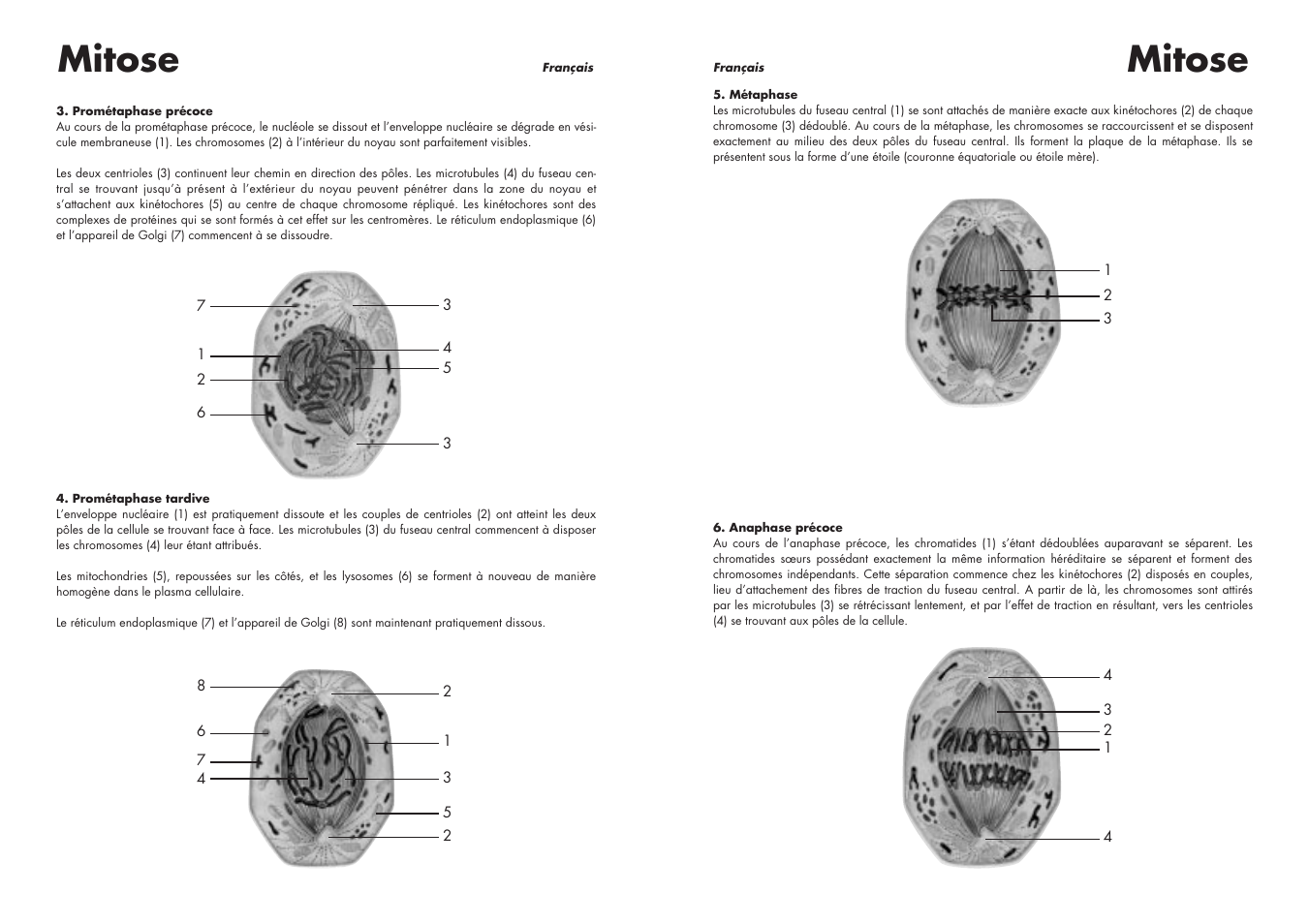 Mitose | 3B Scientific Cell Division I Chart, Mitosis User Manual | Page 14 / 28