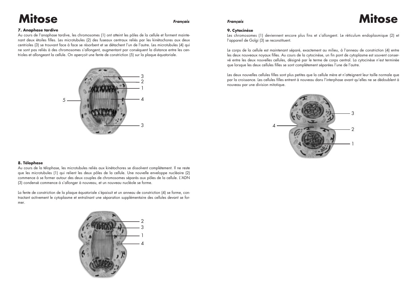 Mitose | 3B Scientific Cell Division I Chart, Mitosis User Manual | Page 15 / 28