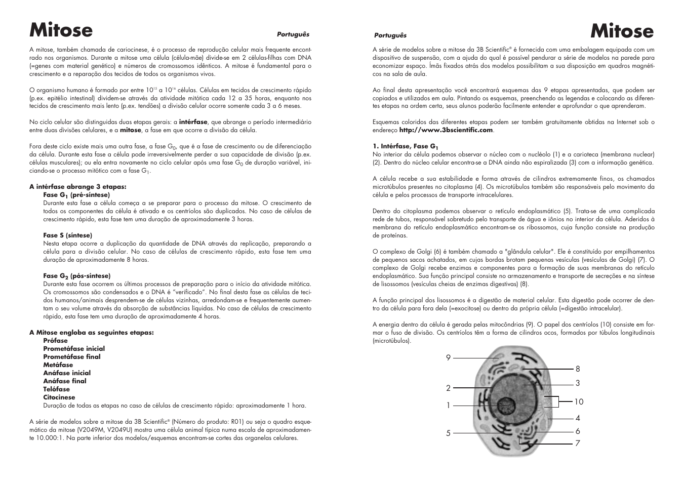 Mitose | 3B Scientific Cell Division I Chart, Mitosis User Manual | Page 16 / 28