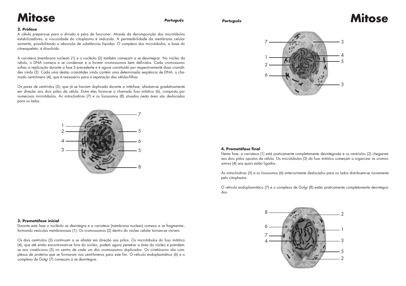 Mitose | 3B Scientific Cell Division I Chart, Mitosis User Manual | Page 17 / 28