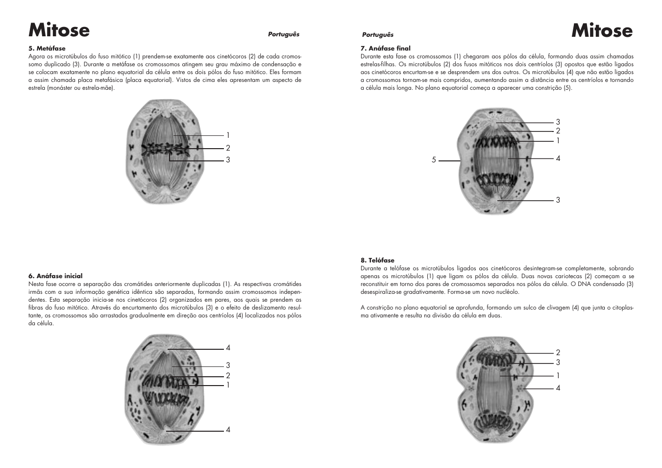 Mitose | 3B Scientific Cell Division I Chart, Mitosis User Manual | Page 18 / 28