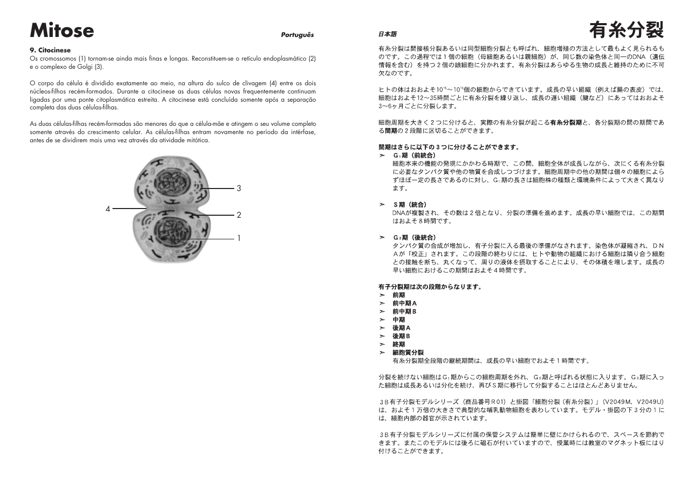 Mitose | 3B Scientific Cell Division I Chart, Mitosis User Manual | Page 19 / 28